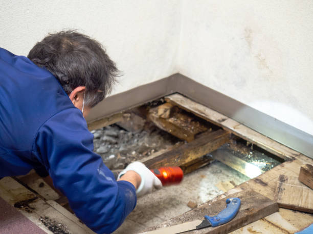 Best Black Mold Remediation in Woodlawn, VA