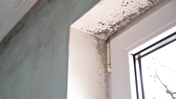 Best Mold Remediation for Specific Building Types in Woodlawn, VA
