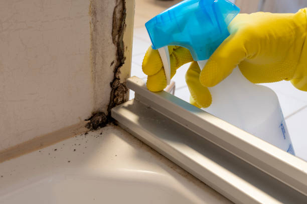 Best Residential Mold Remediation in Woodlawn, VA