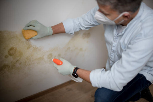 Best Basement Mold Remediation in Woodlawn, VA