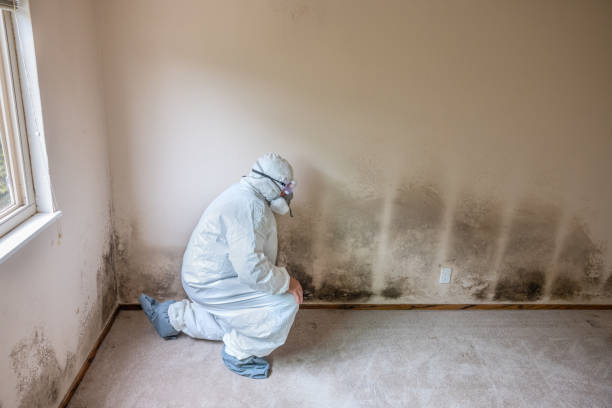 Best Health and Safety Mold Remediation in Woodlawn, VA