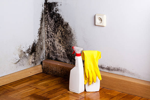 Best Crawl Space Mold Remediation in Woodlawn, VA