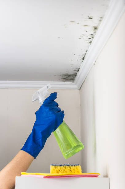 Best Emergency Mold Remediation in Woodlawn, VA